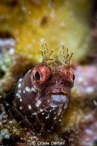 "Stare Down"
A Roughhead Blenny shot with a +10 Diopter. by Chase Darnell 
